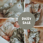 Daisy sage *VORBESTELLUNG WHOLESALE*