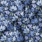 Boho Floral navy *VORBESTELLUNG WHOLESALE*
